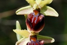 Ophrys mammosa